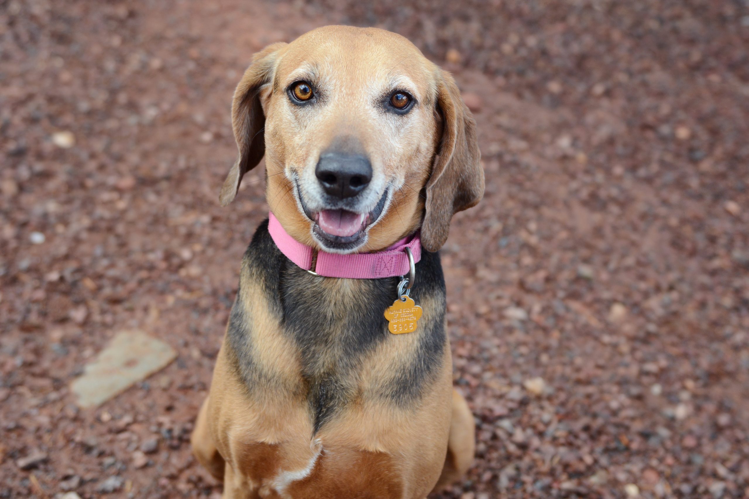 Since '66 animals of Sedona